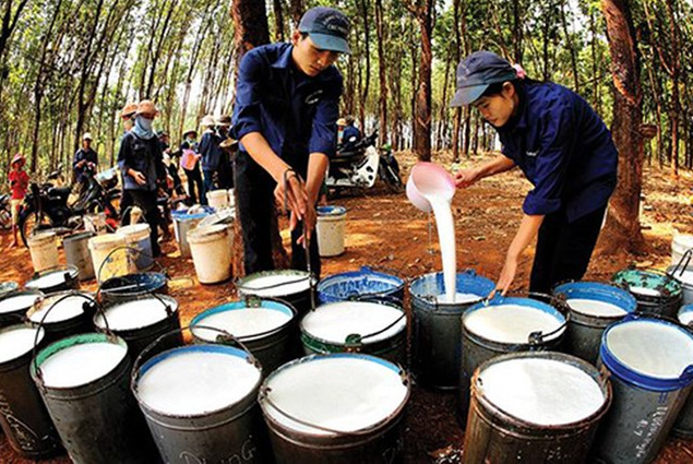 Giá cao su hôm nay 7/7/2022: Tăng mạnh trên sàn Thượng Hải