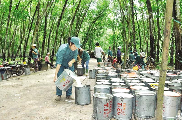 Giá cao su hôm nay 13/7/2022: Giảm mạnh toàn thị trường