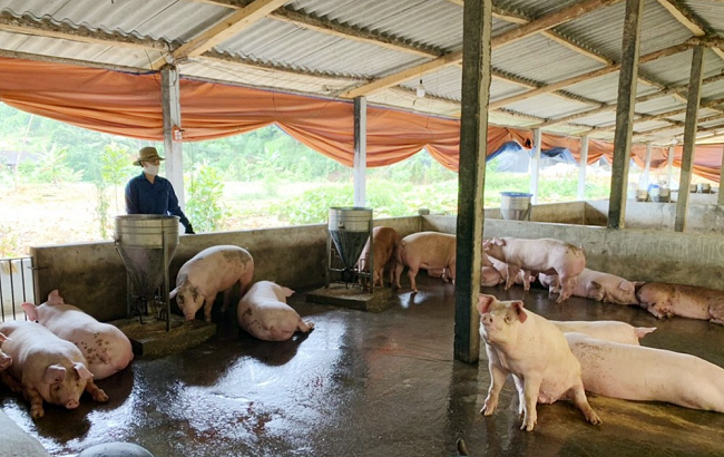 Giá lợn hơi hôm nay 17/7/2022: Tiếp đà tăng mạnh