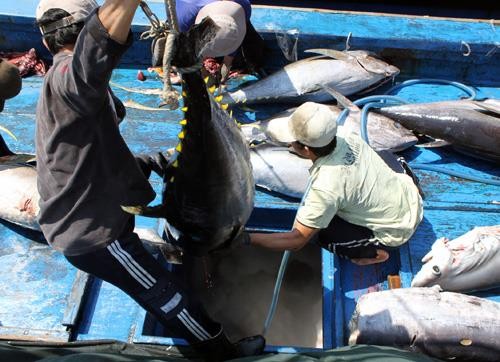 Dự báo xuất khẩu cá ngừ 2022 đạt hơn 1 tỷ USD