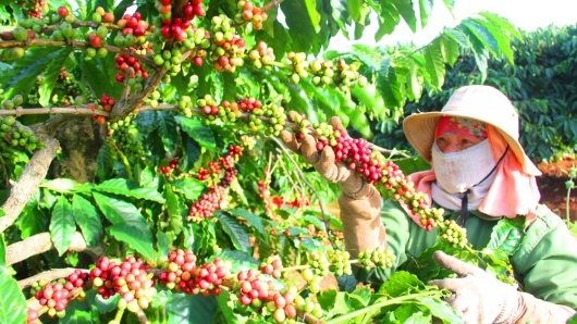 Đẩy mạnh xuất khẩu cà phê Việt sang thị trường châu Phi