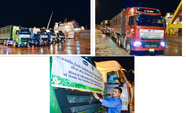  Đoàn xe 35 chiếc đón 1000 bò sữa thuần chủng HF từ cảng quốc tế Nghi Sơn (Thanh Hóa) và di chuyển về cửa khẩu Nậm Cắn ngay trong đêm.