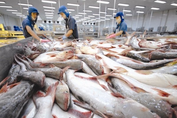 Xuất khẩu cá tra tăng hơn 82%