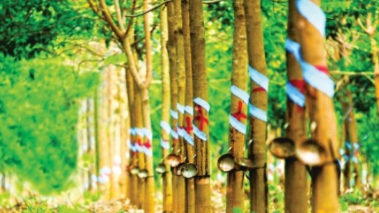 Giá cao su hôm nay 20/7/2022: Giảm mạnh toàn thị trường Châu Á