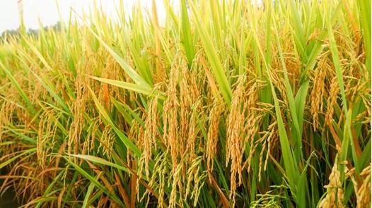 Giá lúa gạo hôm nay 21/7/2022: Giá lúa giảm 50 – 100 đồng/kg