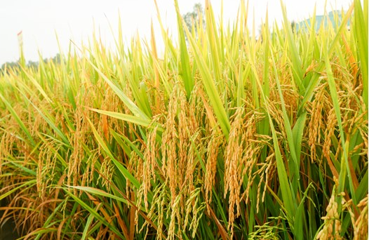 Giá lúa gạo hôm nay 21/7/2022: Giá lúa giảm 50 – 100 đồng/kg