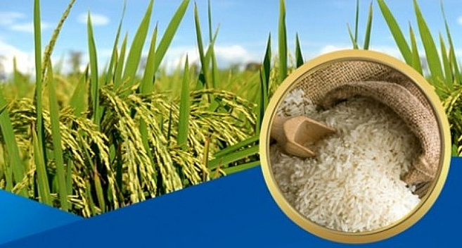 Giá lúa gạo hôm nay 23/7/2022: Giá lúa Hè thu tiếp tục giảm 50 – 200 đồng/kg