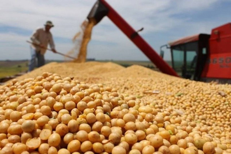 Kim ngạch nhập khẩu đậu tương 6 tháng tăng 15,5%