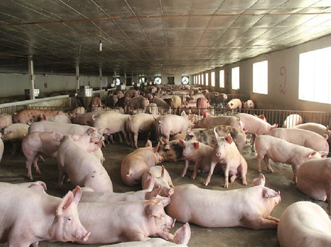 Giá lợn hơi hôm nay 30/7/2022: Điều chỉnh giảm tại miền Trung, Tây Nguyên