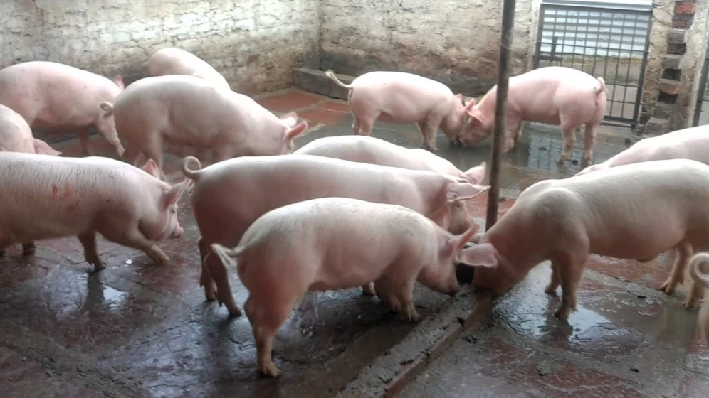 Giá lợn hơi hôm nay 1/8/2022: Hạ nhẹ 1.000 đồng/kg tại miền Nam