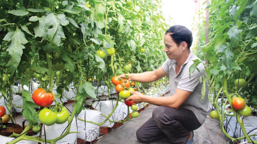 Lâm Đồng xây dựng 100 nghìn ha nông nghiệp chất lượng cao