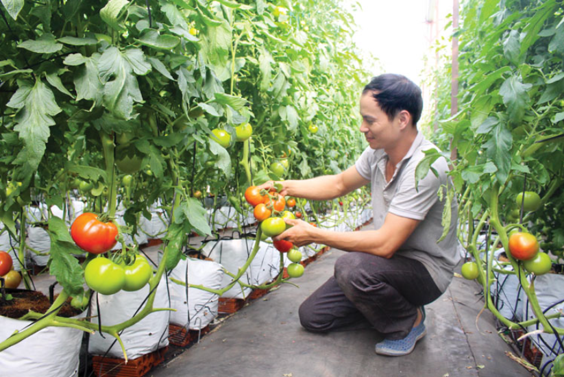 Lâm Đồng xây dựng 100 nghìn ha nông nghiệp chất lượng cao