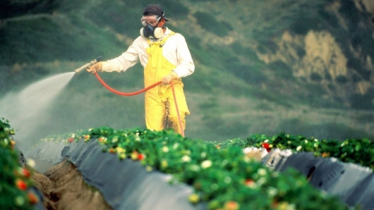 EU thay đổi ngưỡng dư lượng hoạt chất thuốc trừ sâu trên một số sản phẩm