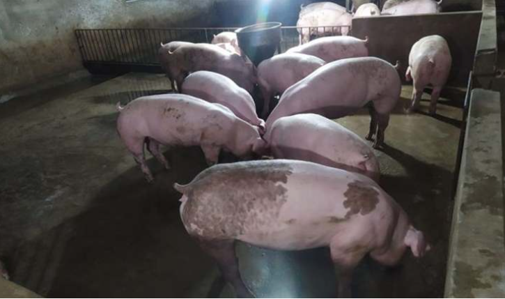 Giá lợn hơi hôm nay 2/8/2022: Đồng loạt giảm tại ba miền