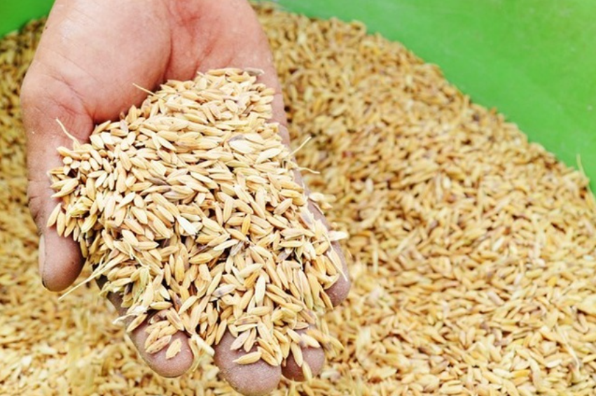 Tỉnh Quảng Ngãi được cấp 647,3 tấn hạt giống lúa từ nguồn dự trữ quốc gia để khắc phục hậu quả thiên tai năm 2022