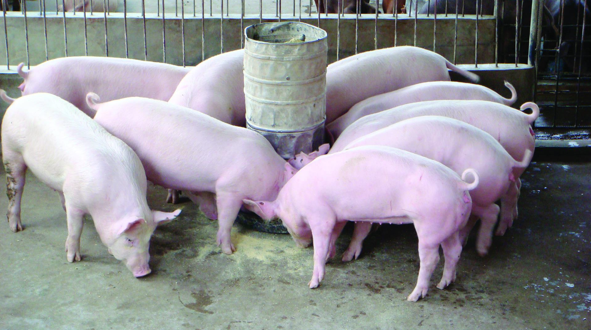 Giá lợn hơi hôm nay 3/8/2022: Tiếp tục giảm nhẹ tại hai miền Bắc - Nam