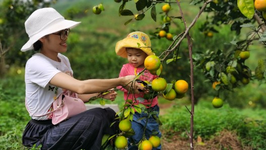 Quảng Ninh: Phát triển du lịch gắn liền với mô hình nông nghiệp đang hút khách thăm quan