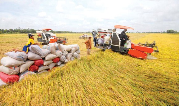 Giá lúa gạo hôm nay 5/8/2022: Giá gạo xuất khẩu sang EU tăng 6%