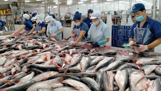 Giá trị xuất khẩu cá tra đột phá nhờ giá tăng mạnh