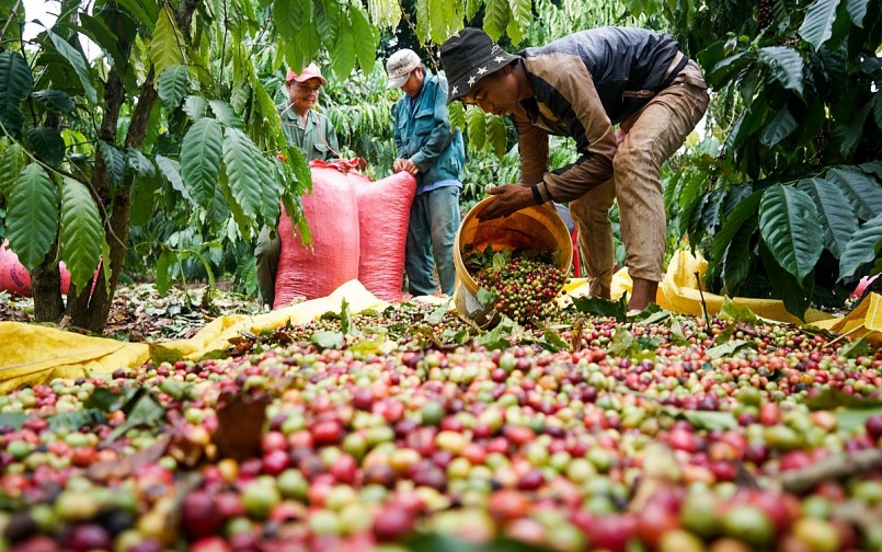 Xuất khẩu cà phê sang EU tăng kỷ lục nhờ EVFTA