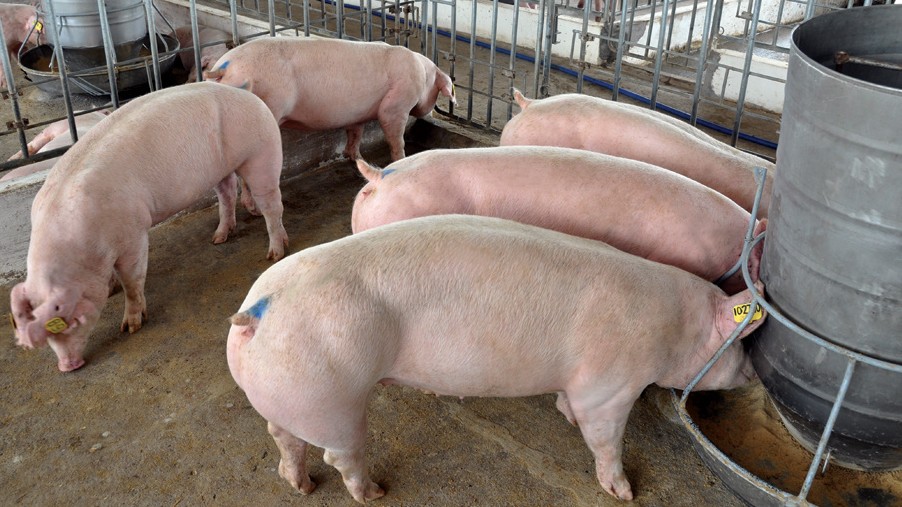 Giá lợn hơi hôm nay 10/8/2022: Tăng giảm trái chiều tại nhiều tỉnh thành
