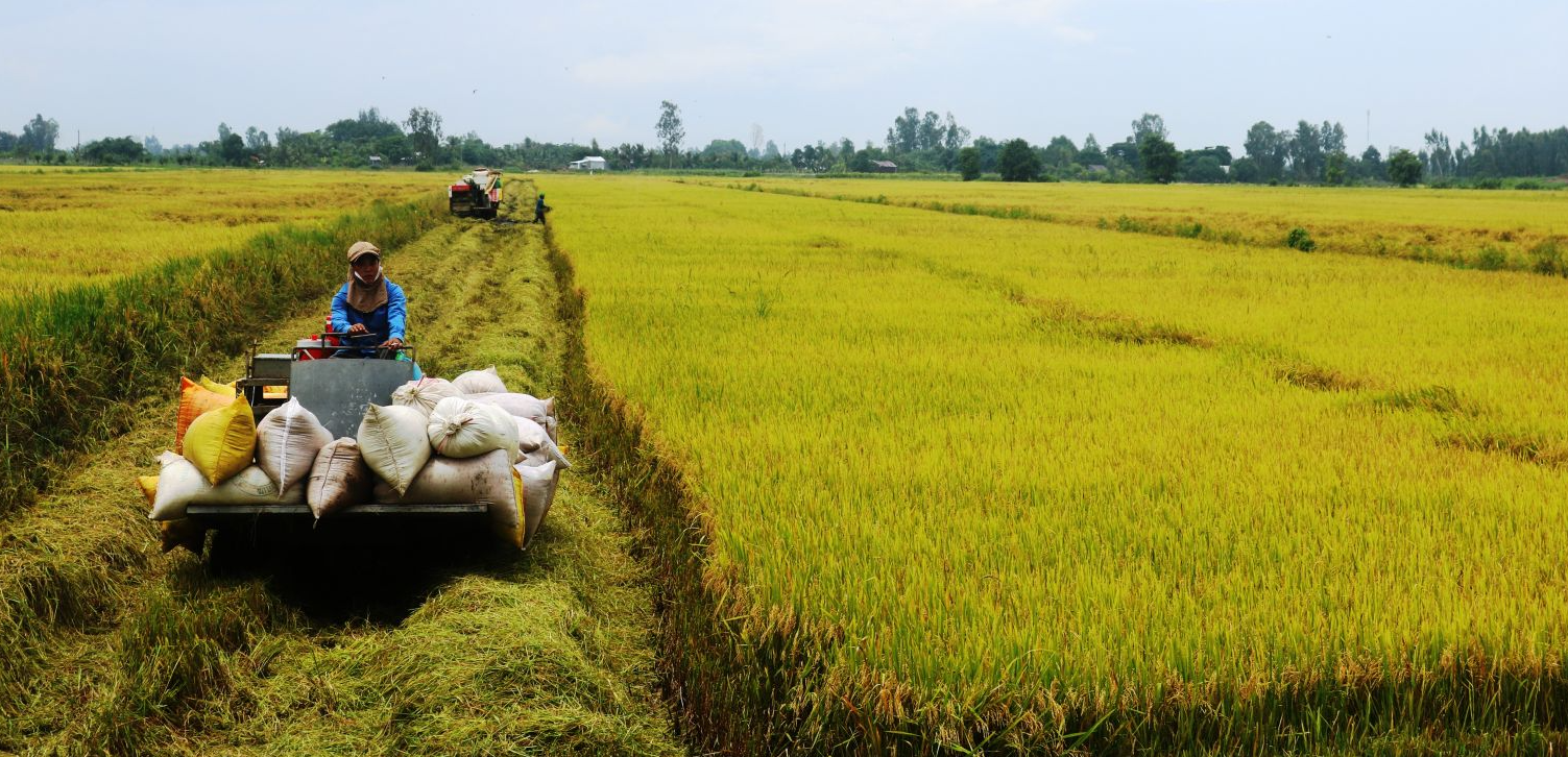 Giá lúa gạo hôm nay 11/8/2022: Đứng yên tại Đồng bằng sông Cửu Long