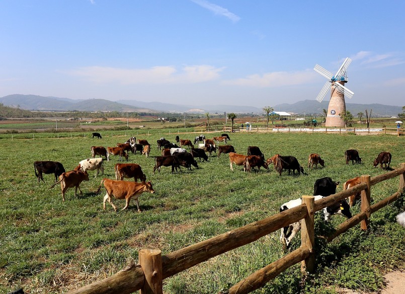  Trang trại bò sữa Vinamilk Organic Đà Lạt