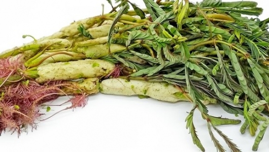 Một số công dụng chữa bệnh từ cây rau rút