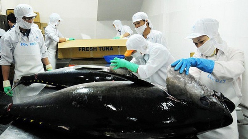 Xuất khẩu cá ngừ sang EU tiếp tục “giảm tốc” trong những tháng cuối năm