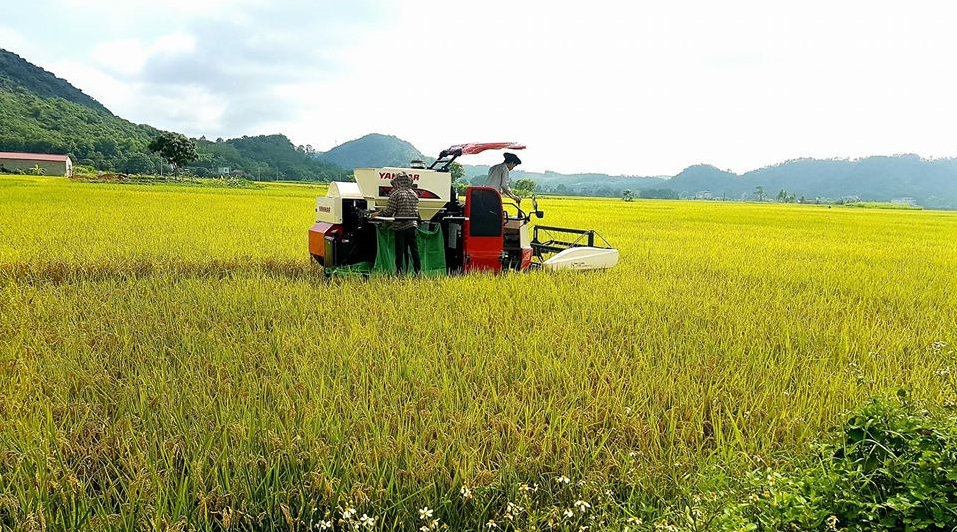 Giá lúa gạo hôm nay 15/08/2022: Giá lúa tăng nhẹ tại Tiền Giang