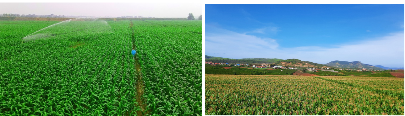 Vinamilk đã có hơn 60 ha đất trồng trọt bắp, cỏ làm thức ăn cho bò được canh tác theo phương pháp hữu cơ
