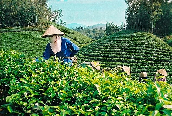TP. Phổ Yên (Thái Nguyên): Xây dựng vùng sản xuất nông nghiệp xanh, bền vững