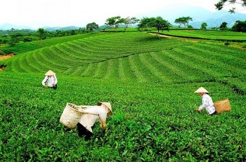 TP. Phổ Yên (Thái Nguyên): Xây dựng vùng sản xuất nông nghiệp xanh, bền vững