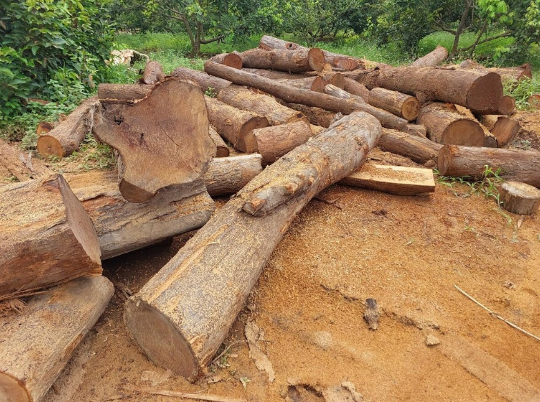 Gia Lai: Phát hiện 100 lóng gỗ nghi nhập lậu tại một nhà xưởng ở biên giới