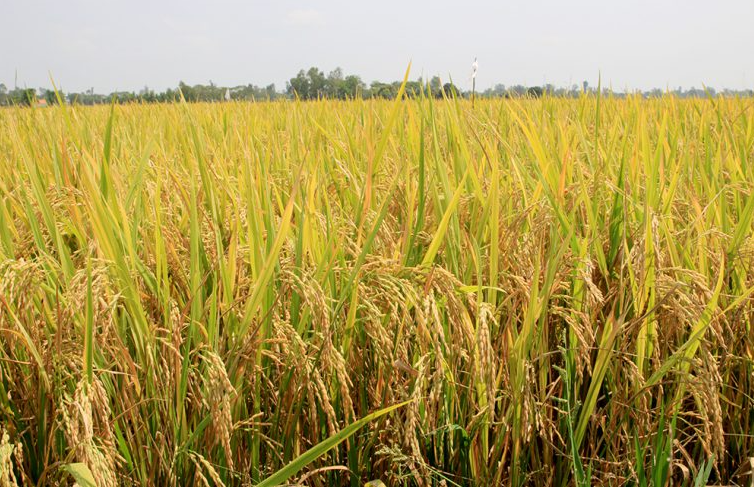 Giá lúa gạo hôm nay 17/8/2022: Giá lúa nếp tăng nhẹ tại An Giang