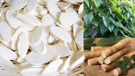 Củ mài - Vị thuốc quý trong Đông y