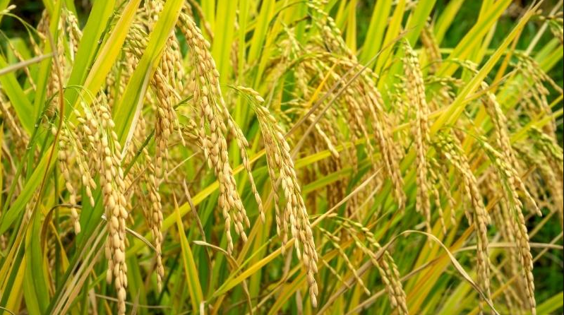 Giá lúa gạo hôm nay 19/8/2022: Giá gạo nếp có xu hướng tăng