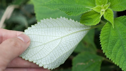 Cây lá gai - Vị thuốc dân dã quen thuộc trong Đông y
