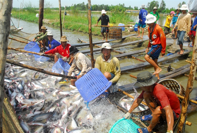 iếp tục phát triển nuôi cá tra tại vùng Đồng bằng sông Cửu Long và các vùng có điều kiện tự nhiên phù hợp, đảm bảo theo quy hoạch, kế hoạch sử dụng đất của địa phương.