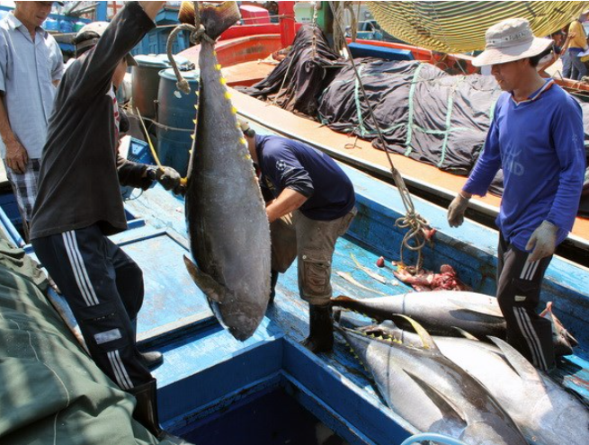 Dự kiến trong những tháng cuối năm xuất khẩu cá ngừ của Việt Nam còn đối mặt nhiều khó khăn.