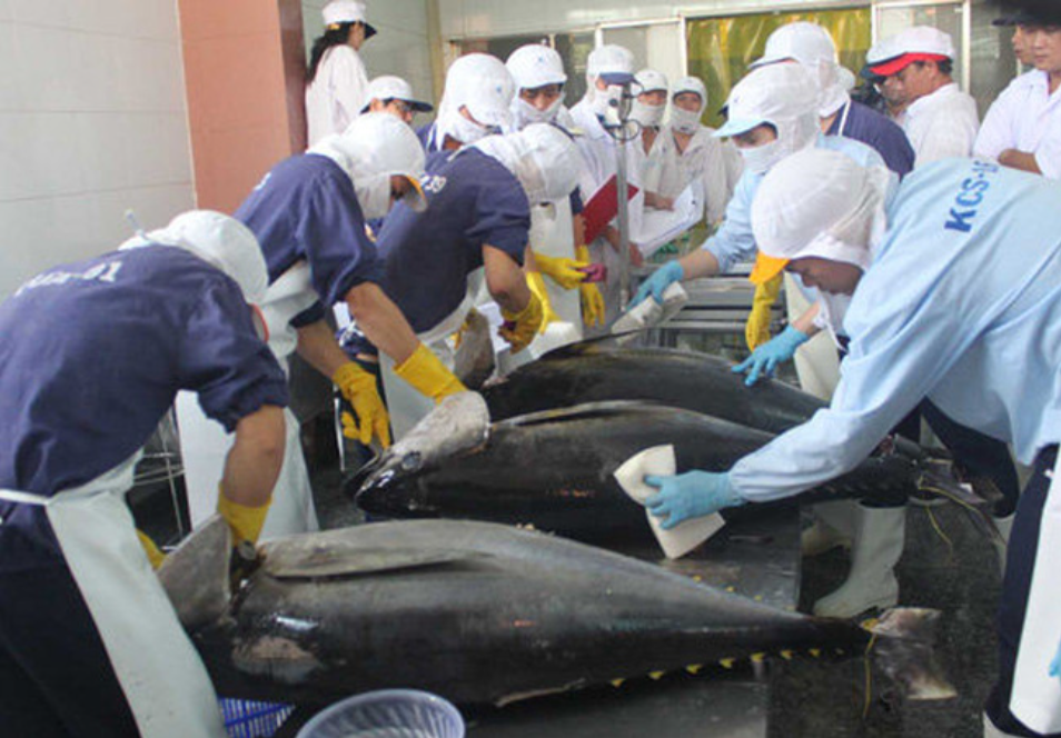 Xuất khẩu cá ngừ “giảm tốc”