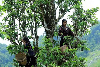 Điện Biên: Đưa búp chè Shan Tuyết trở thành sản phẩm OCOP 3 sao
