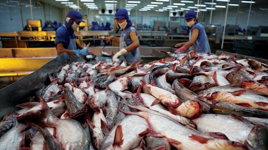 Dư địa rộng lớn cho cá tra Việt Nam tại thị trường CPTPP