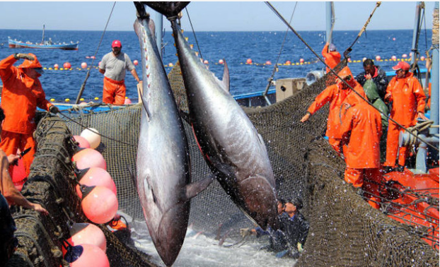 tháng 8, xuất khẩu cá ngừ đạt 85 triệu USD