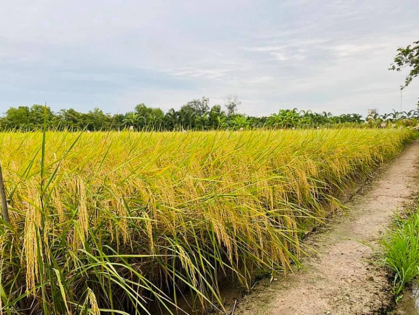 Giá lúa gạo hôm nay 6/9/2022: Điều chỉnh giảm với nhiều mặt hàng lúa