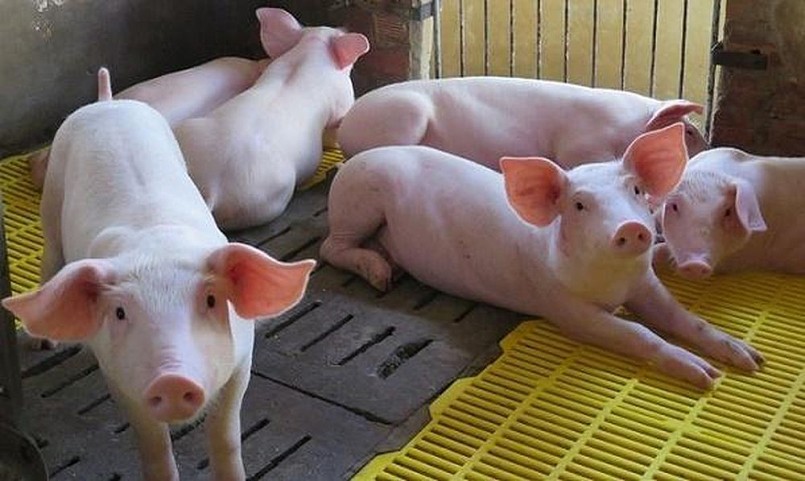 Giá lợn hơi hôm nay 8/9/2022: Giảm nhẹ ở khu vực phía Nam