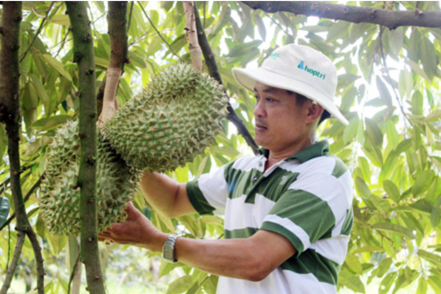 Trung Quốc cấp 51 mã số vùng trồng và 25 cơ sở đóng gói cho sầu riêng Việt Nam