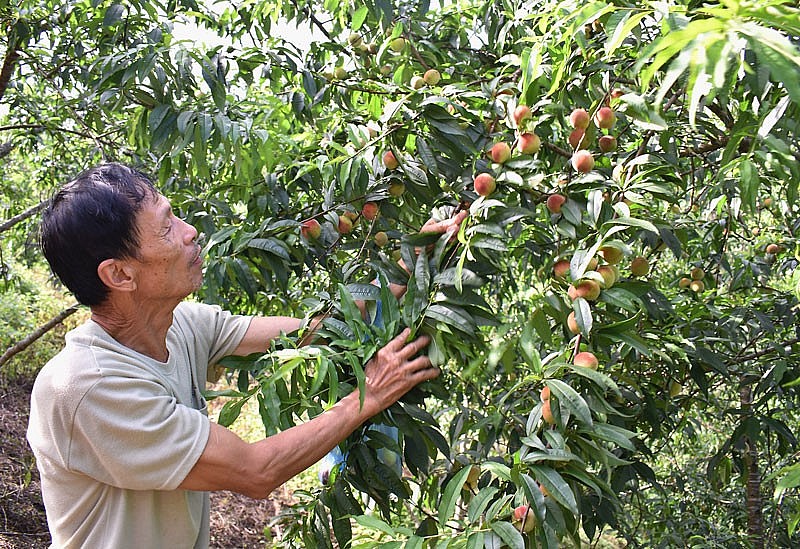 Tập trung phát triển cây ăn quả tại huyện Ngân Sơn