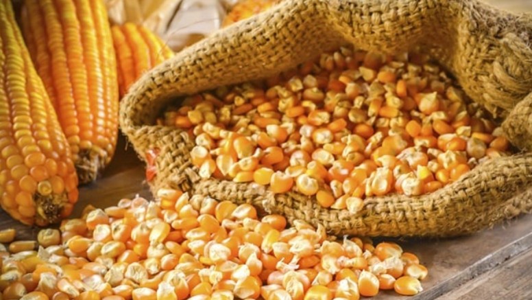 Nhập khẩu ngô từ thị trường Achentina chiếm trên 60%