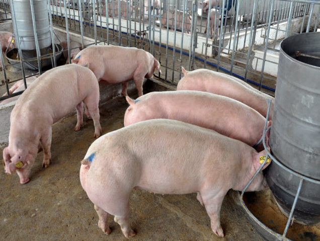 Giá lợn hơi hôm nay 18/9/2022: Điều chỉnh giảm tại ba miền